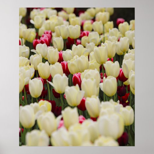 Poster Fleurs de ressort douces (Devant)