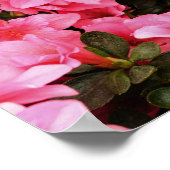 Poster Fleurs de rhododendron rose (Coin)