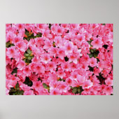 Poster Fleurs de rhododendron rose (Devant)