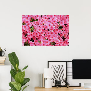 Poster Fleurs de rhododendron rose