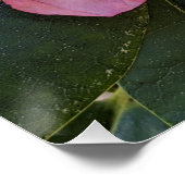 Poster Fleurs de Rhododendron Rose (Coin)