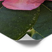 Poster Fleurs de Rhododendron Rose (Coin)