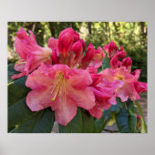 Poster Fleurs de Rhododendron Rose (Devant)