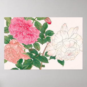 Poster Fleurs de rose rose et blanc avec feuilles vertes