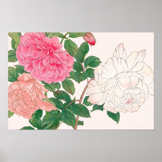 Poster Fleurs de rose rose et blanc avec feuilles vertes (Devant)
