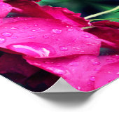 Poster Fleurs De Roses Rouges Et Arroses Abstraites (Coin)