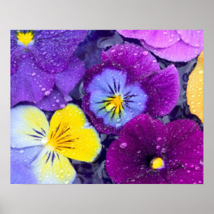 Poster Fleurs de sansonnet flottant dans un bain d'oiseau