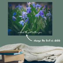 Fleurs de scilla bleue dans le jardin de printemps