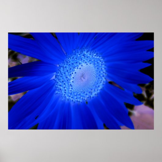 Poster Fleurs de soleil (Devant)