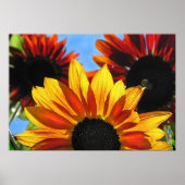 Poster Fleurs de soleil (Devant)