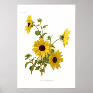 Poster Fleurs de soleil