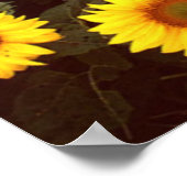 Poster Fleurs de soleil (Coin)