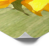 Poster Fleurs de soleil (Coin)