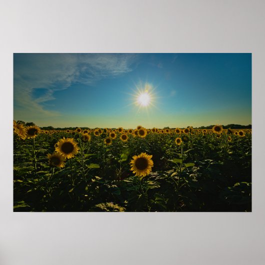 Poster Fleurs de soleil au coucher du soleil (Devant)