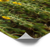 Poster Fleurs de soleil au coucher du soleil (Coin)