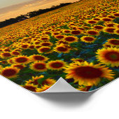 Poster Fleurs de soleil au coucher du soleil (Coin)