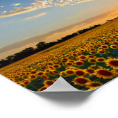 Poster Fleurs de soleil au coucher du soleil 12x8 pouces (Coin)