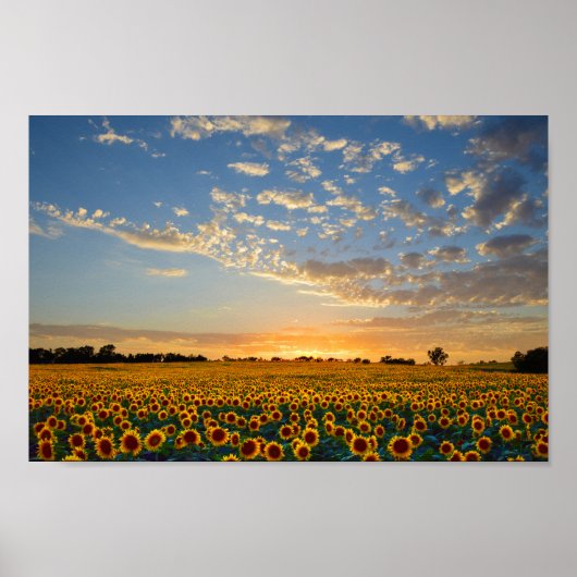 Poster Fleurs de soleil au coucher du soleil 12x8 pouces (Devant)