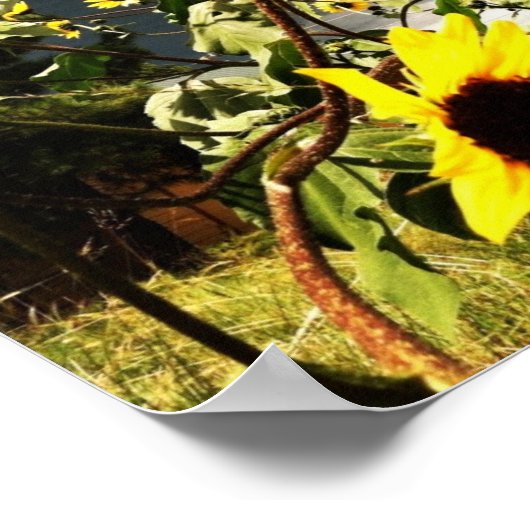 Poster Fleurs de soleil avant une tempête dramatique Nuag (Coin)