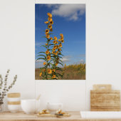 Poster Fleurs de soleil dans le Minnesota (Cuisine)