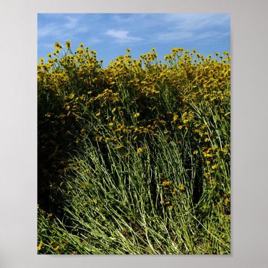 Poster Fleurs de soleil fleurs sauvages (Devant)