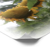 Poster Fleurs de soleil géantes aquarelle peinture photo (Coin)