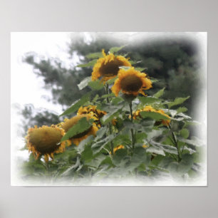 Poster Fleurs de soleil géantes aquarelle peinture photo