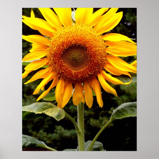 Poster Fleurs de soleil géantes, fleurs jaunes (Devant)