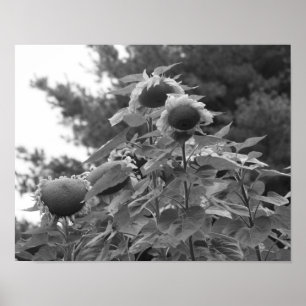 Poster Fleurs de soleil géantes Florales Noir et Blanc