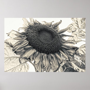 Poster Fleurs de soleil géantes Sepia Vintage été Floral