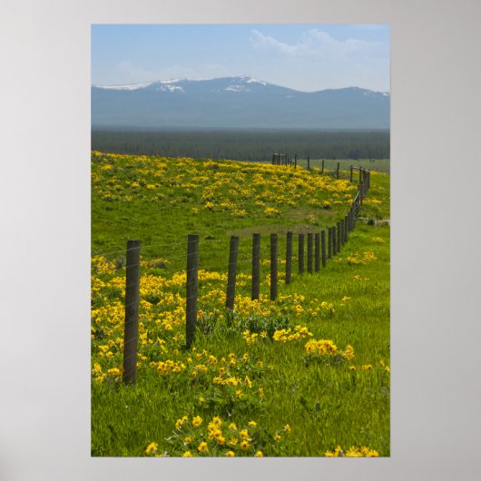 Poster Fleurs de soleil jaunes et montagnes (Devant)