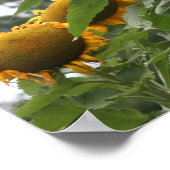 Poster Fleurs de soleil jaunes géantes (Coin)