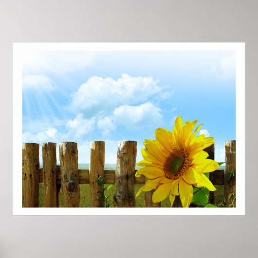 Poster Fleurs de soleil par une clôture sous ciel bleu (Devant)