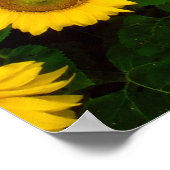 Poster Fleurs de soleil pour toujours (Coin)