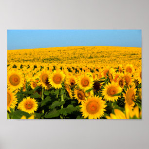 Poster Fleurs de soleil sans fin