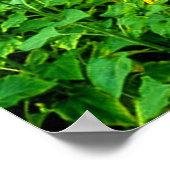 Poster Fleurs de soleil souriantes par TDGallery (Coin)