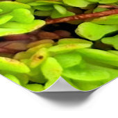 Poster Fleurs de succulentes vertes (Coin)
