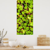 Poster Fleurs de succulentes vertes (Cuisine)