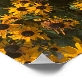 Poster Fleurs de Susan aux yeux noirs, Floral, Photograph (Coin)