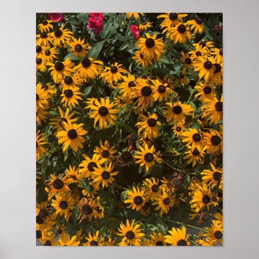 Poster Fleurs de Susan aux yeux noirs, Floral, Photograph (Devant)