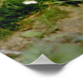 Poster fleurs de terrier australien blanc (Coin)