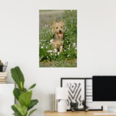Poster fleurs de terrier australien blanc (Bureau à domicile)
