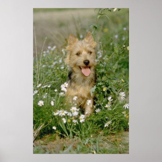Poster fleurs de terrier australien blanc (Devant)