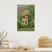 Poster fleurs de terrier australien blanc (Cuisine)