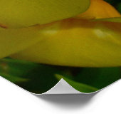 Poster Fleurs de trompette dorées II Tropical (Coin)