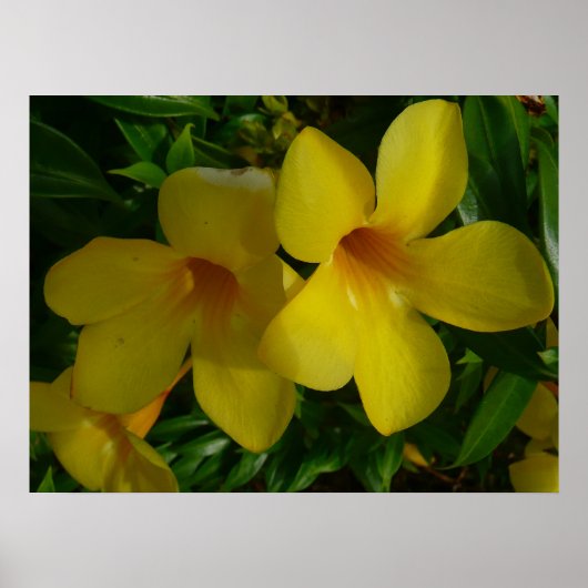Poster Fleurs de trompette dorées II Tropical (Devant)