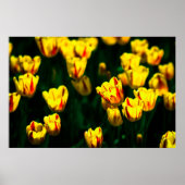 Poster Fleurs de tulipe jaune (Devant)
