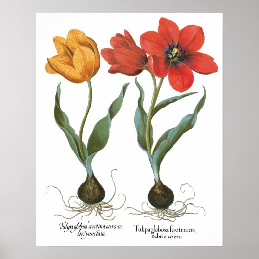 Poster Fleurs de tulipe printanière vintages par Basilius (Devant)