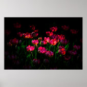 Poster Fleurs de tulipe roses (Devant)