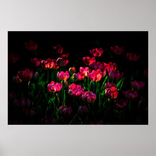 Poster Fleurs de tulipe roses (Devant)